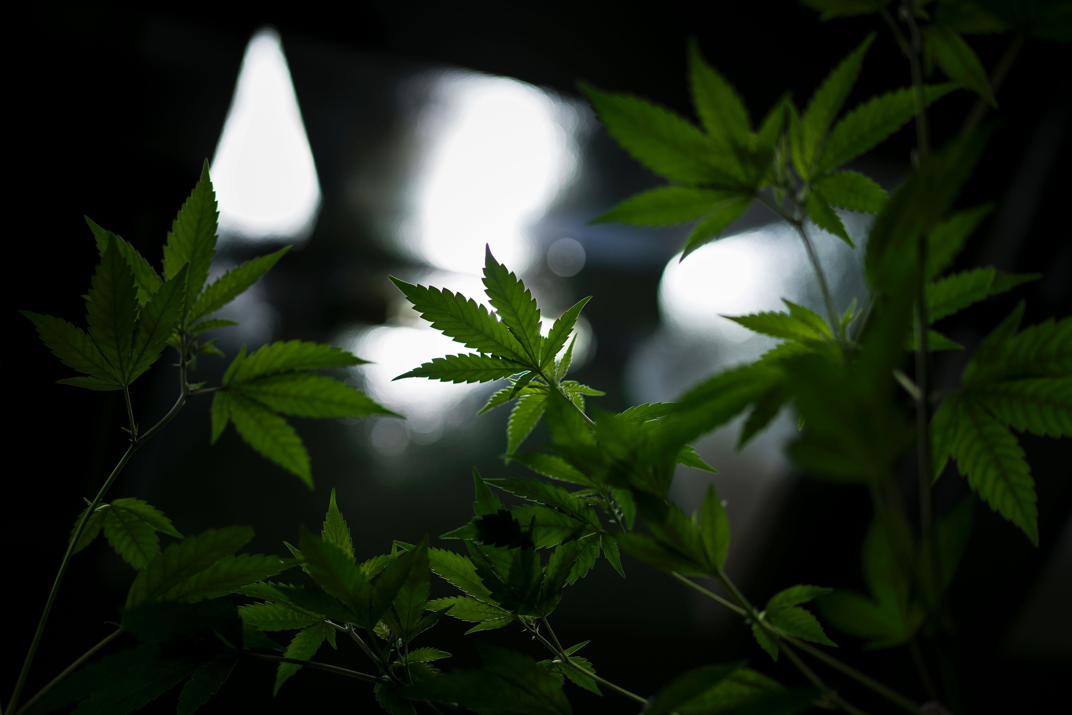 ¿Qué hacemos con la marihuana?