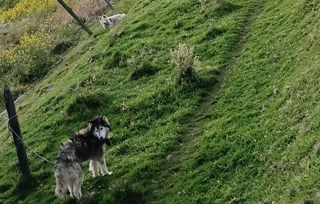 Autoridades clausuraron criadero ilegal de perros en Ciudad Bolívar