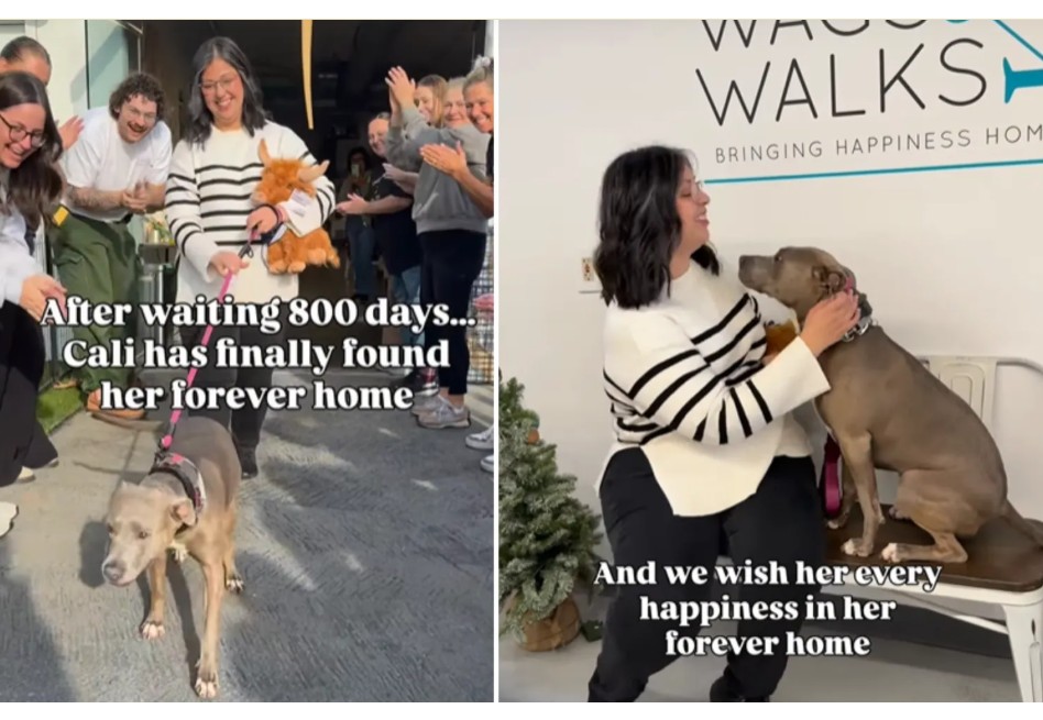 Después de 800 días sin ser elegida, una perrita abandonada logra una segunda oportunidad