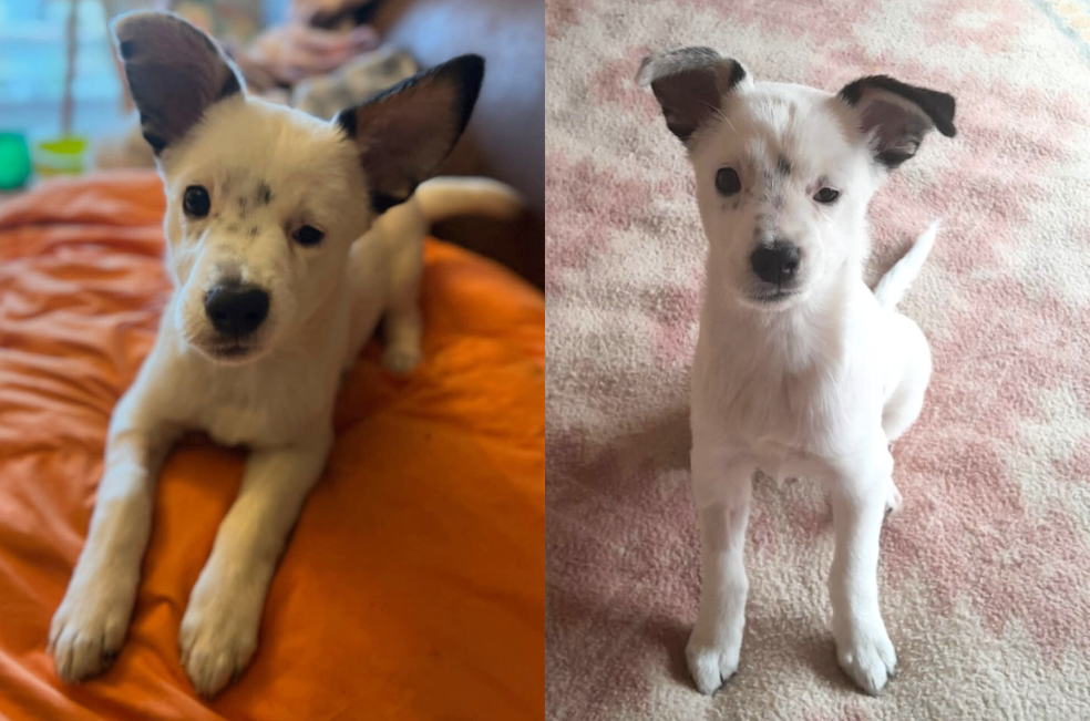 “Nadie pregunta por él”: la historia Jano, el perrito descartado por tener una pequeña cicatriz