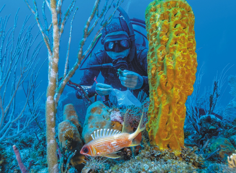 Seaflower, un refugio natural de tiburones que está bajo amenaza