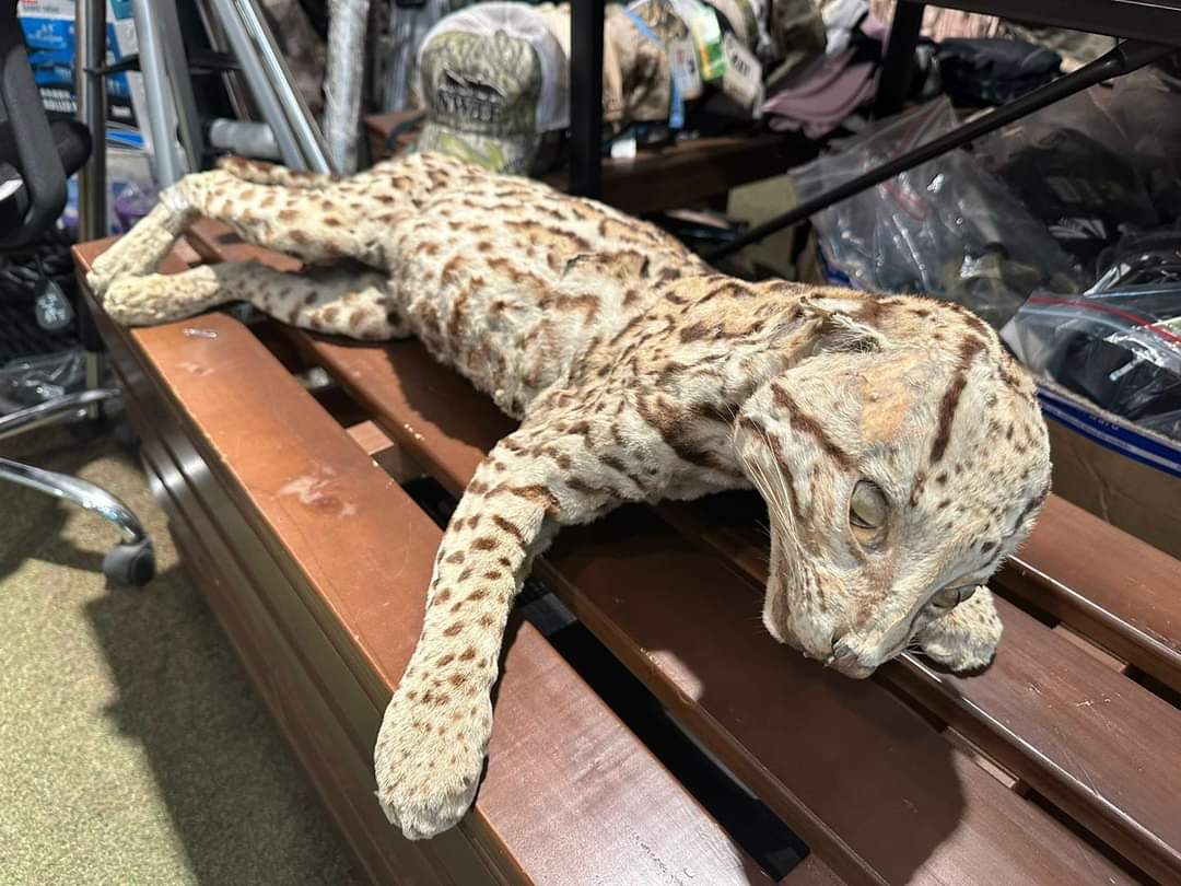 ¡No paran los casos de maltrato animal! Hallan ocelote disecado en tienda de Medellín