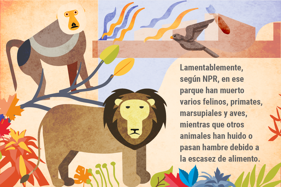 Lamentablemente, según NPR, en ese parque han muerto varios felinos, primates, marsupiales y aves, mientras que otros animales han huido o pasan hambre debido a la escasez de alimento.