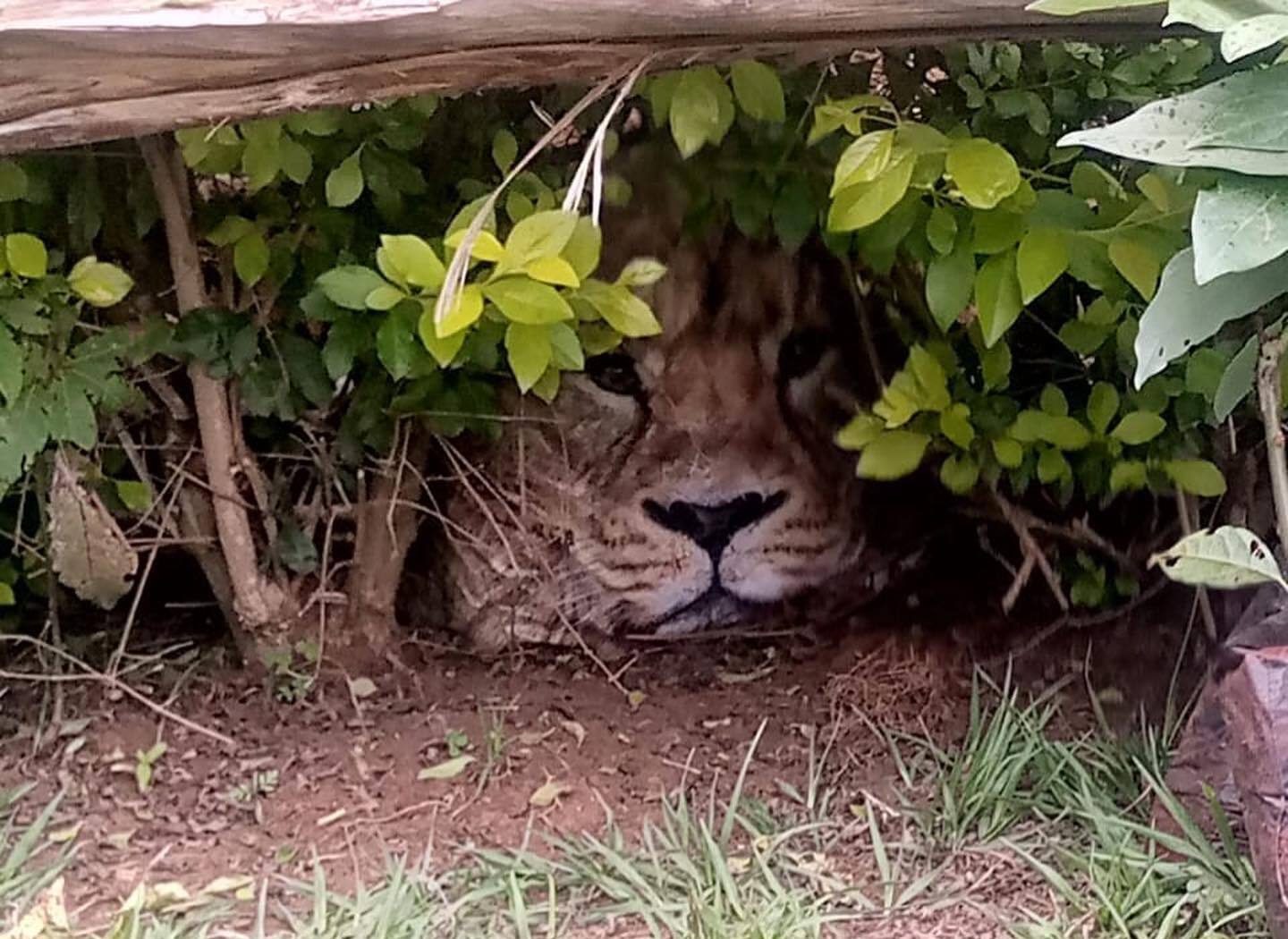 En Kenia confundieron una bolsa de mercado de Carrefour con un león. ¿Qué pasó?