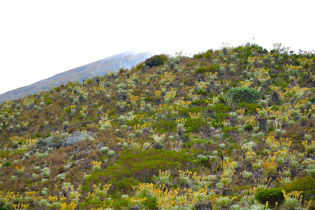 Colombia delimita el complejo de páramos más grande del mundo: Cruz Verde-Sumapaz