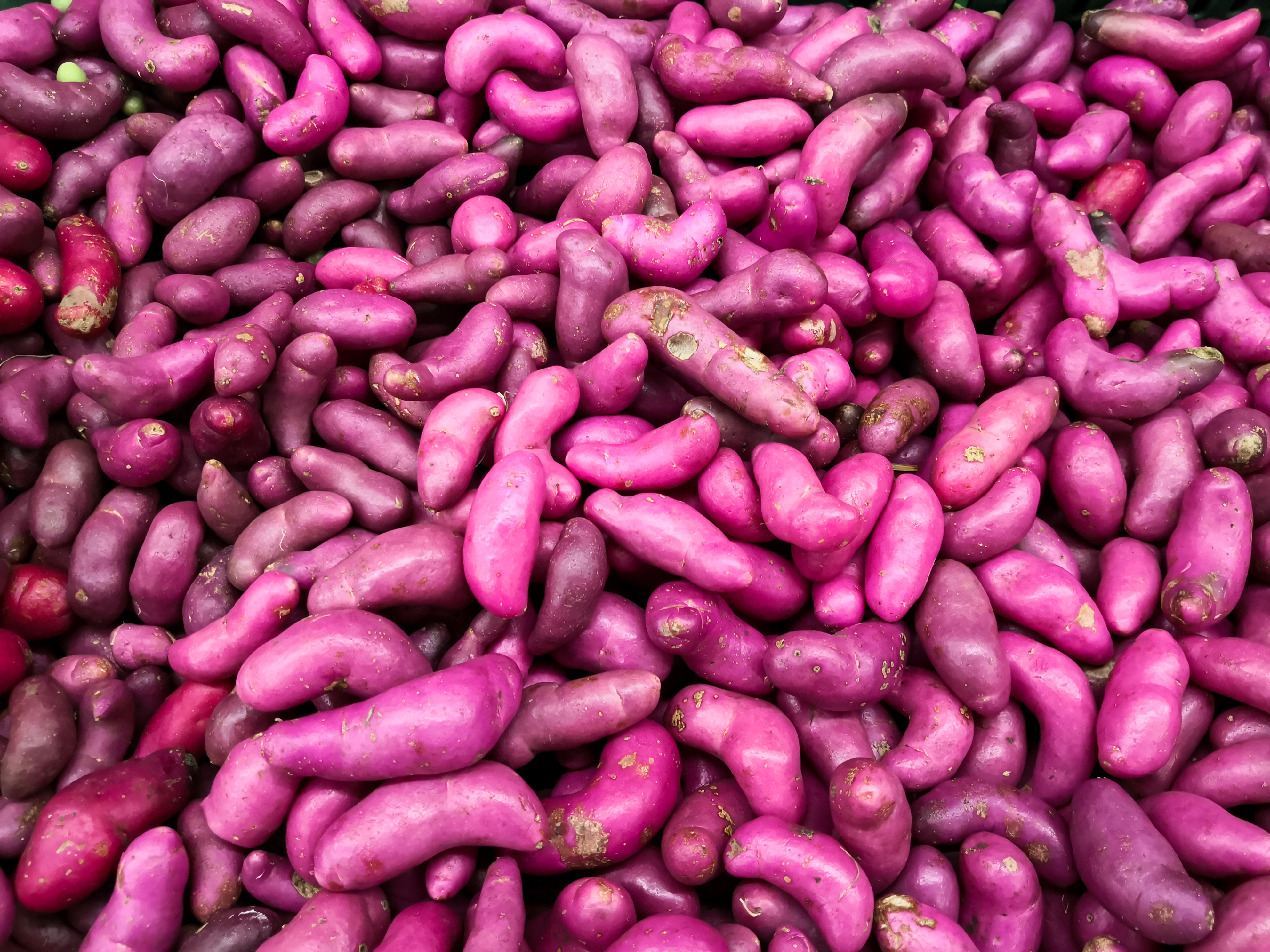 ¿Para qué sirve el olluco o la chugua? El tubérculo colombiano que casi nadie conoce