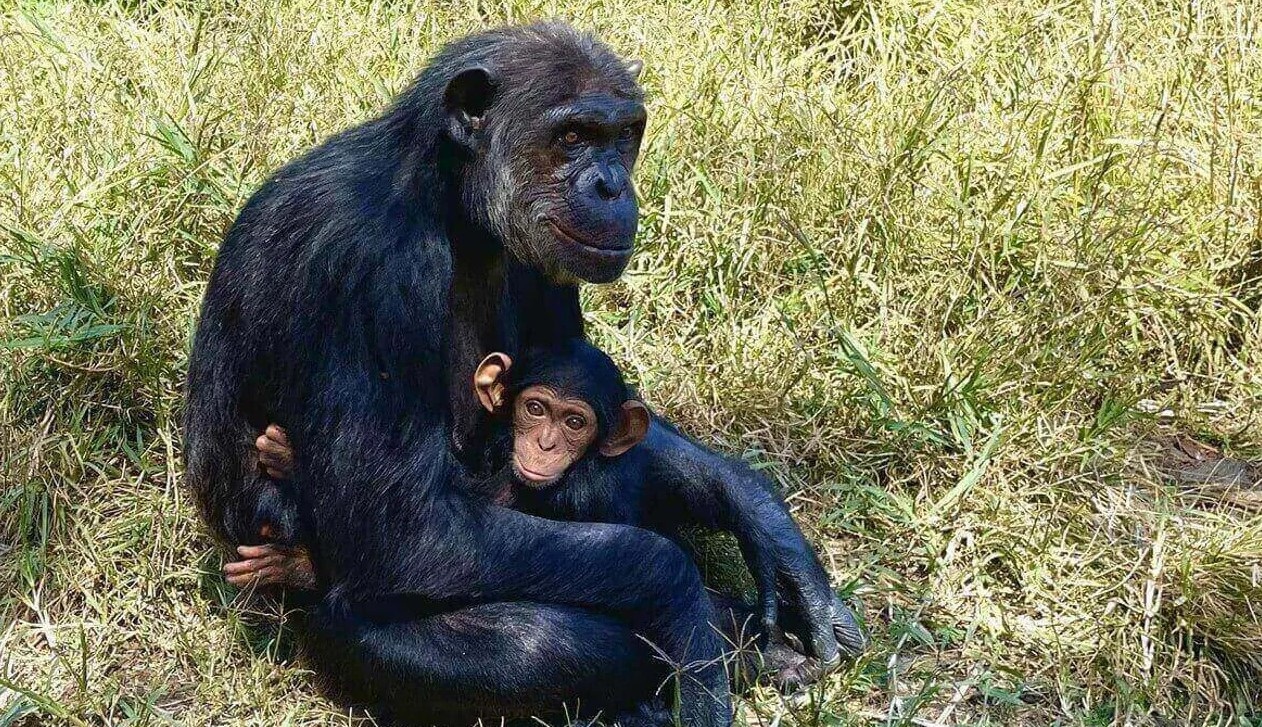 El corazón también marcó diferencias entre humanos y otros simios en la evolución