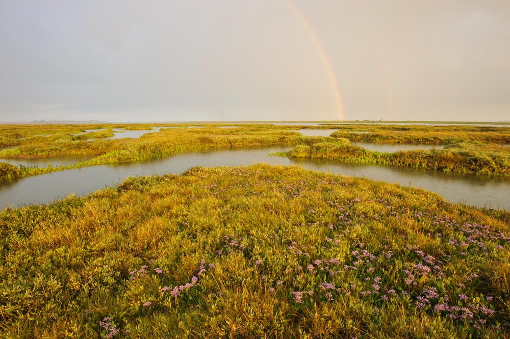 Rainbow over established saltmarsh with Common sea lavender (Limonium vulgare) and sea purslane (Atriplex portulacoides). Abbotts Hall Farm, Blackwater, Thames Estuary, Essex