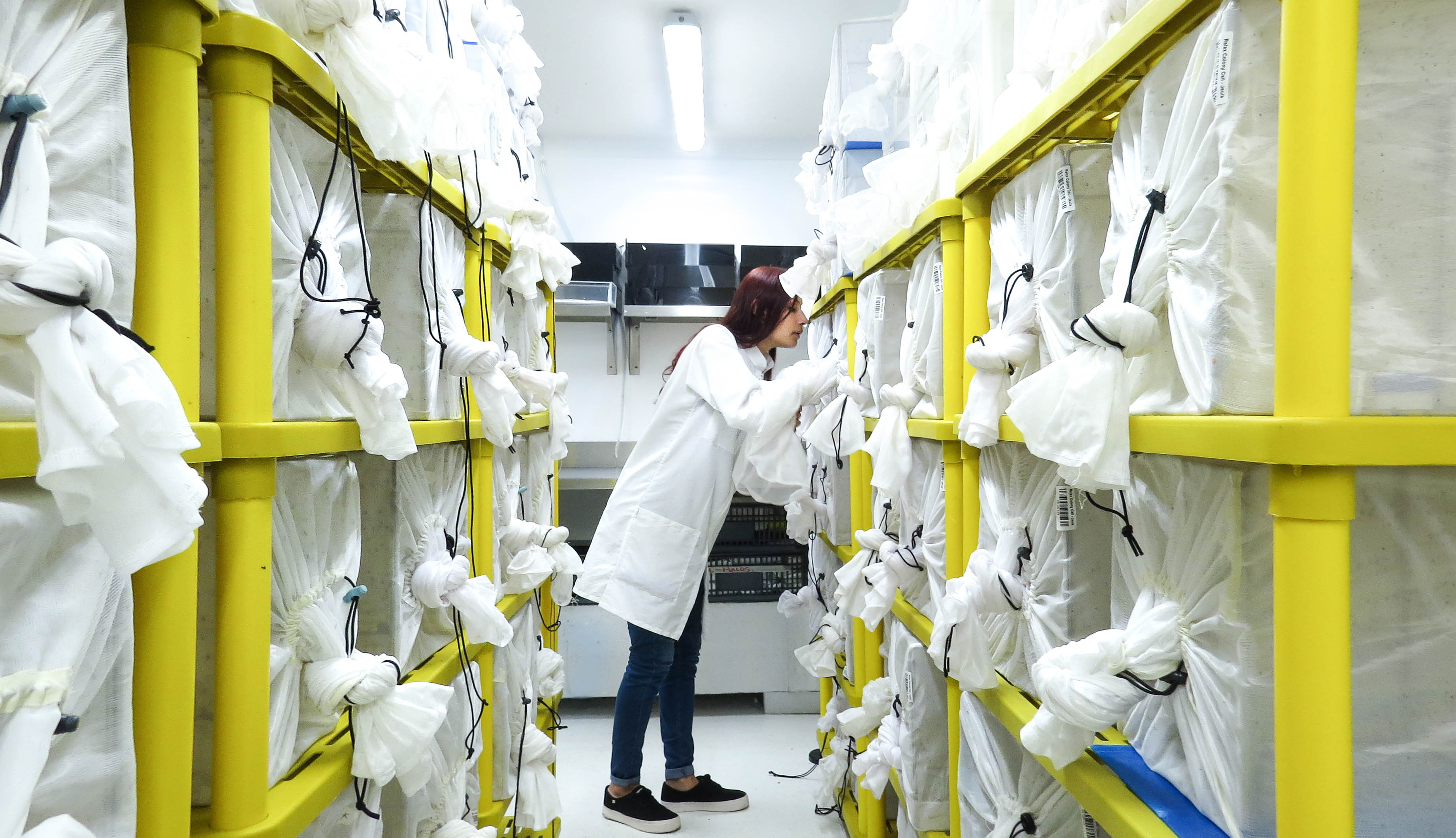 Laboratorio de wolbachia en Medellín. /Pecet
