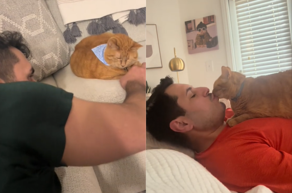 Video viral muestra cómo un gato “aceptó” al novio de su dueña