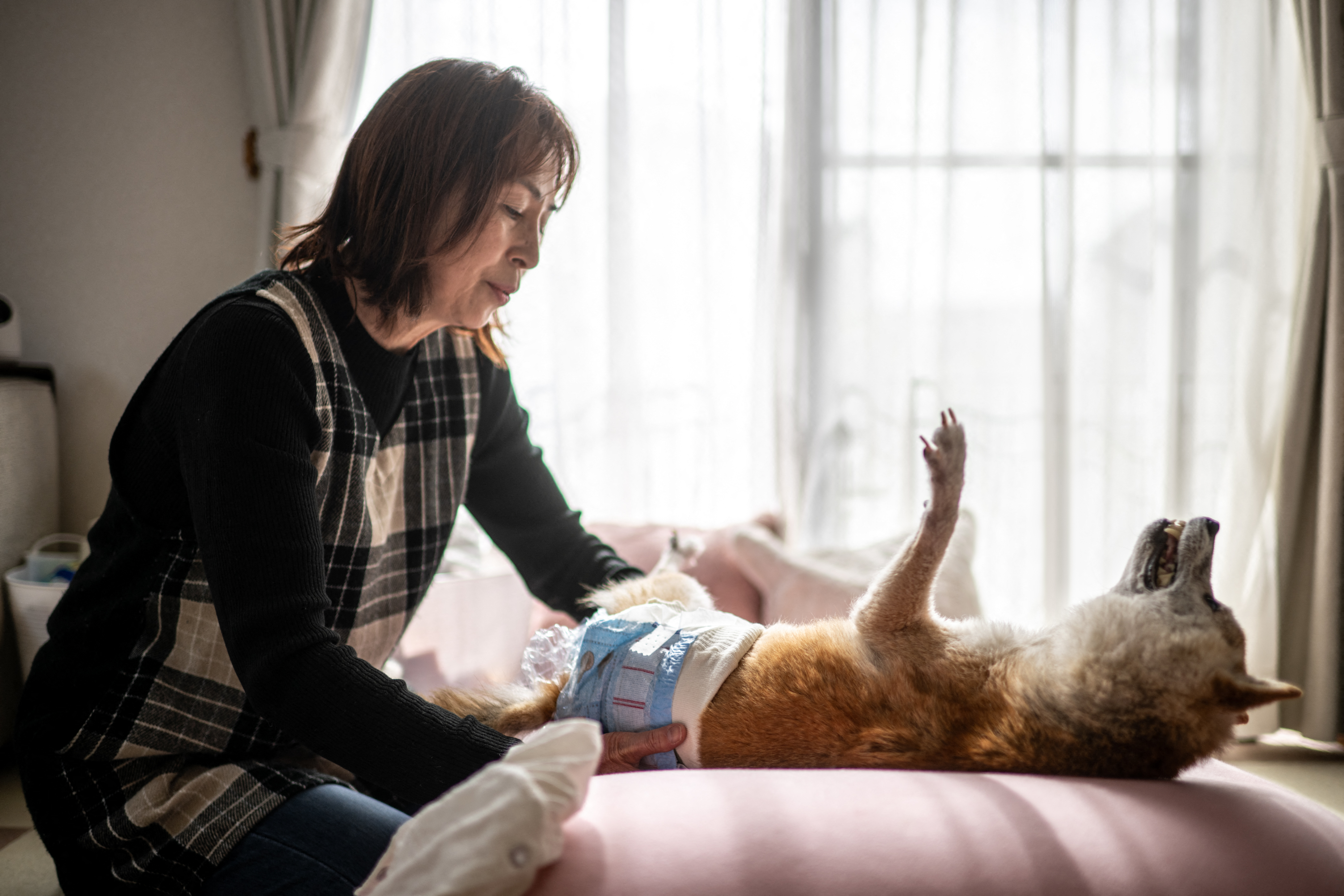 (FILES) This picture taken on March 19, 2024 shows Atsuko Sato preparing clothing to put on Japanese shiba inu dog Kabosu, best known as the logo of cryptocurrency Dogecoin, before going to work, in the city of Sakura, Chiba prefecture, east of Tokyo.