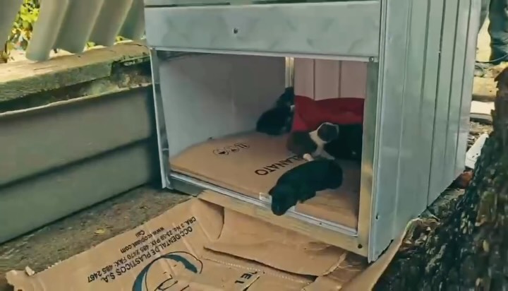 Perrita dio a luz a seis cachorros en la calle: policías les construyeron un refugio