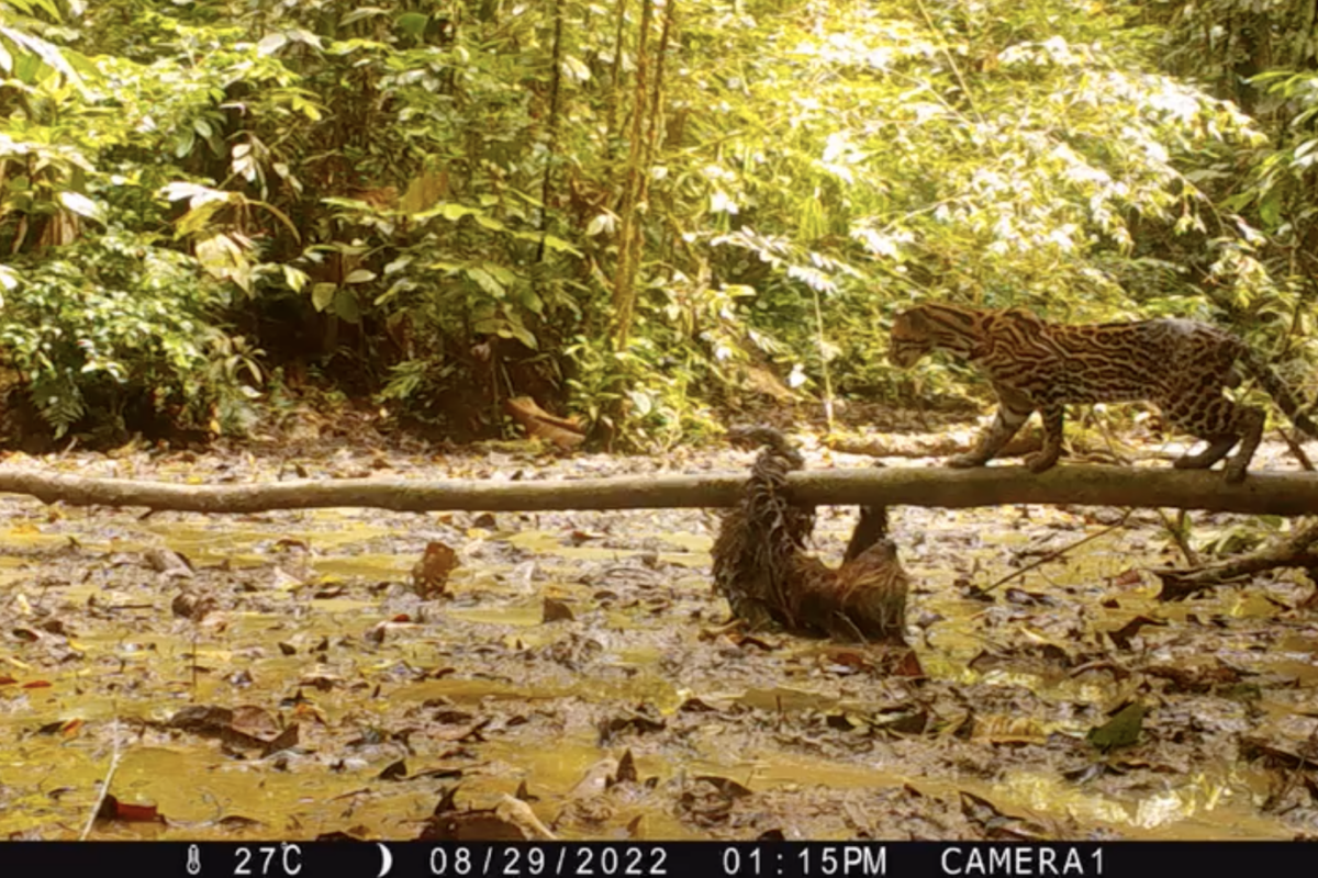 Video: un perezoso “ganó” la pelea contra un ocelote que trataba de cazarlo
