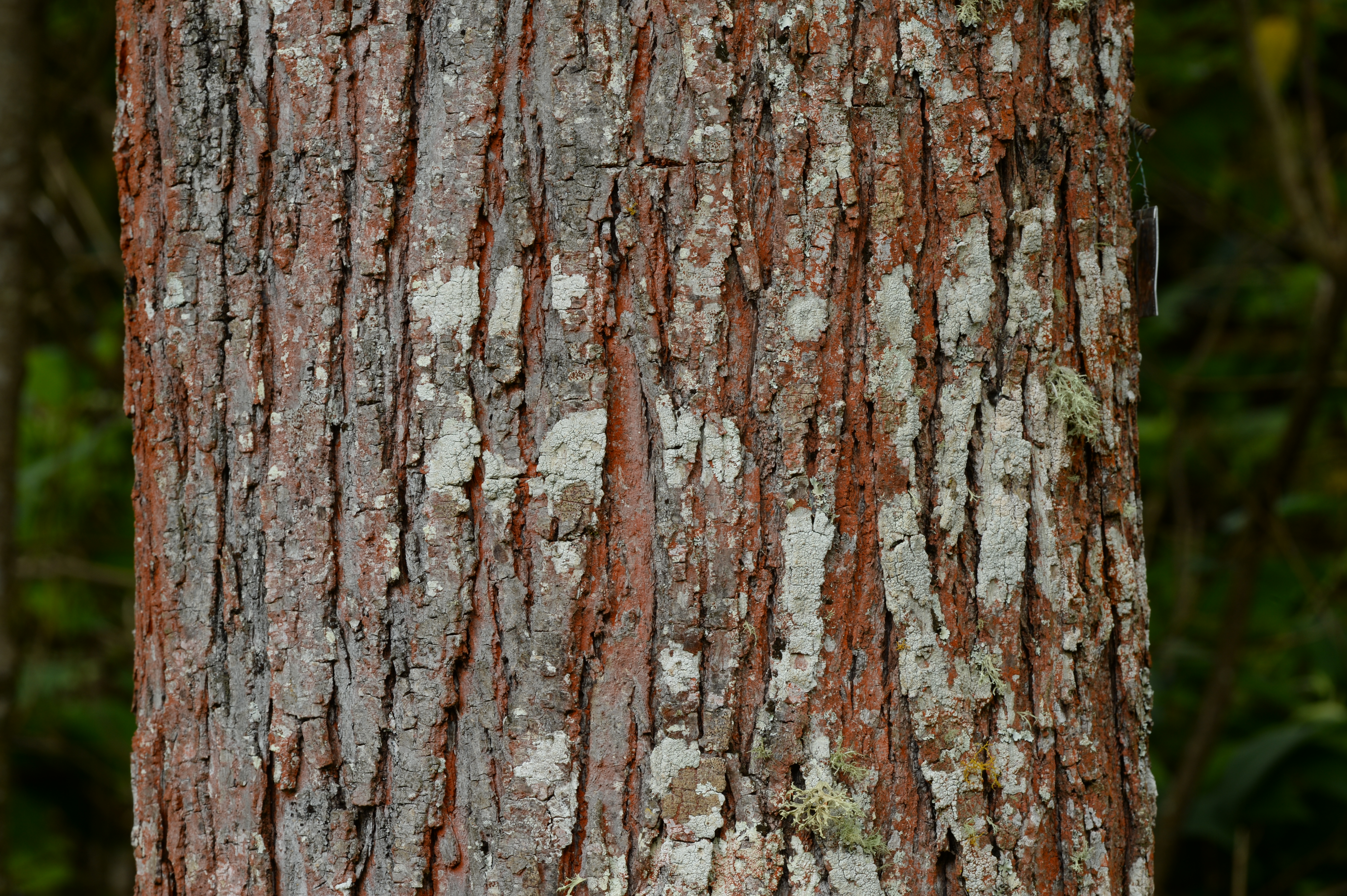 Históricamente, la especie ha sido perseguida por la calidad de su madera.