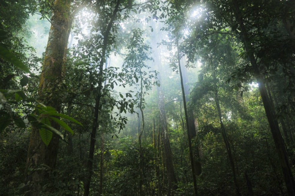 Los bosques tropicales aumentan la capacidad de secuestrar carbono de la Tierra
