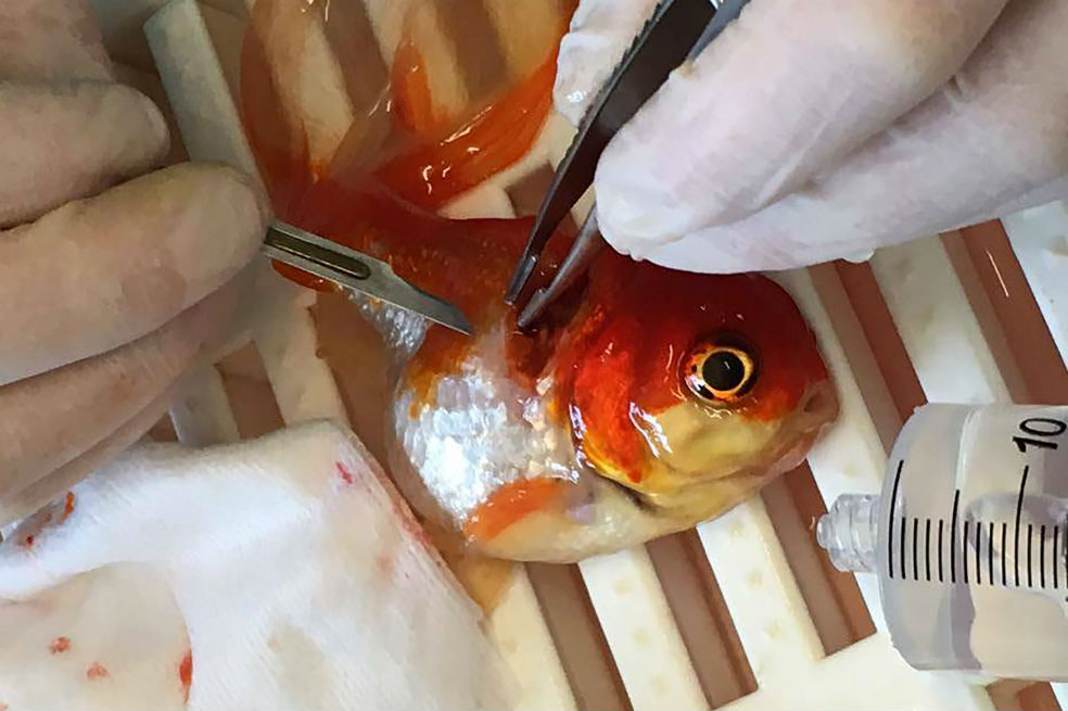 Conozca a ‘Nemo’, el pez que fue operado de un tumor cerebral en Reino Unido