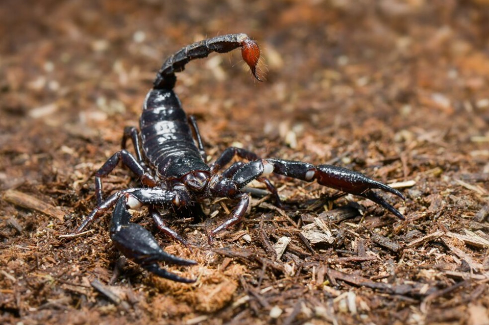 ¿Qué significa soñar con alacranes o escorpiones?