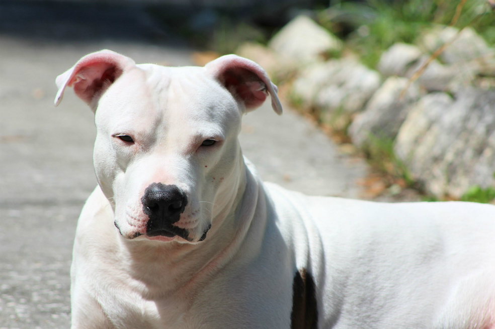 Niño de cinco años fue atacado por perro pitbull en Medellín