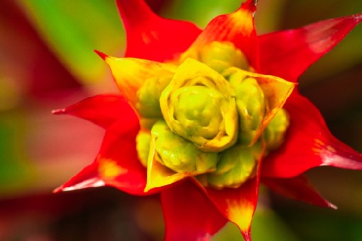 Bromelias en el Jardín Botánico: 350 flores componen la nueva exhibición en Bogotá