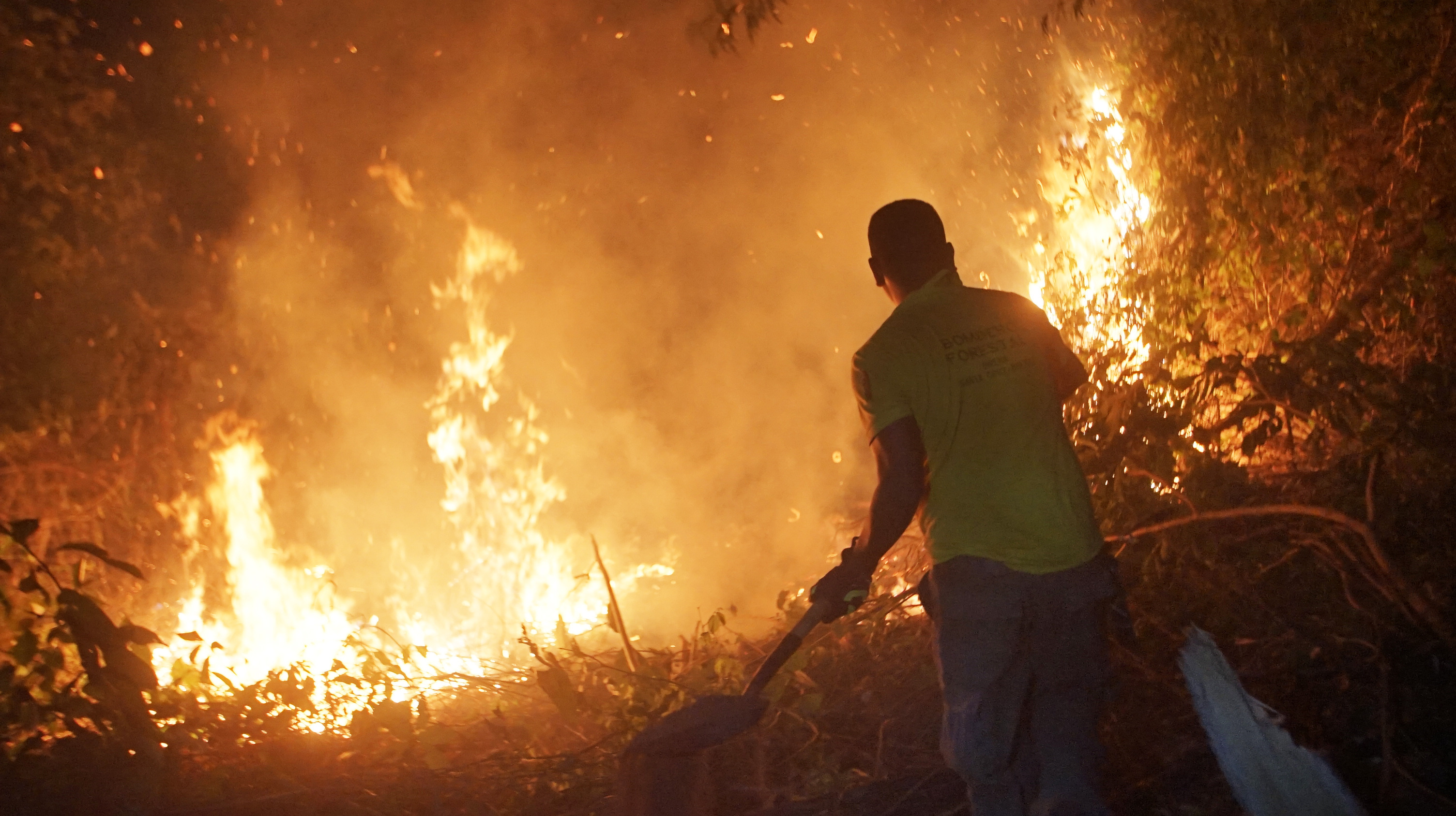 Incendios destruyeron 25 millones de hectáreas de bosques maderables en 20 años