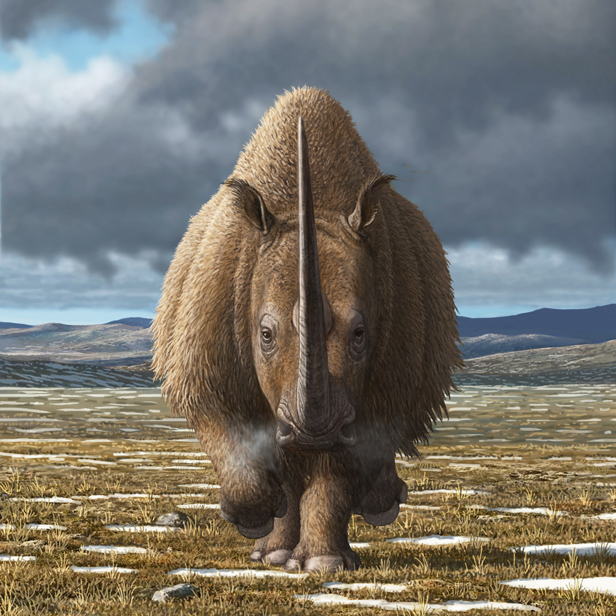 La trágica historia de extinción del rinoceronte lanudo podría repetirse