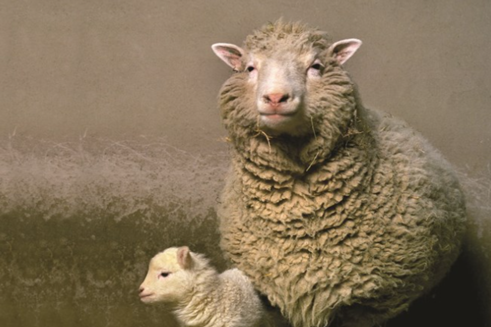 Una segunda oportunidad: clonación y rescate de animales en peligro de extinción