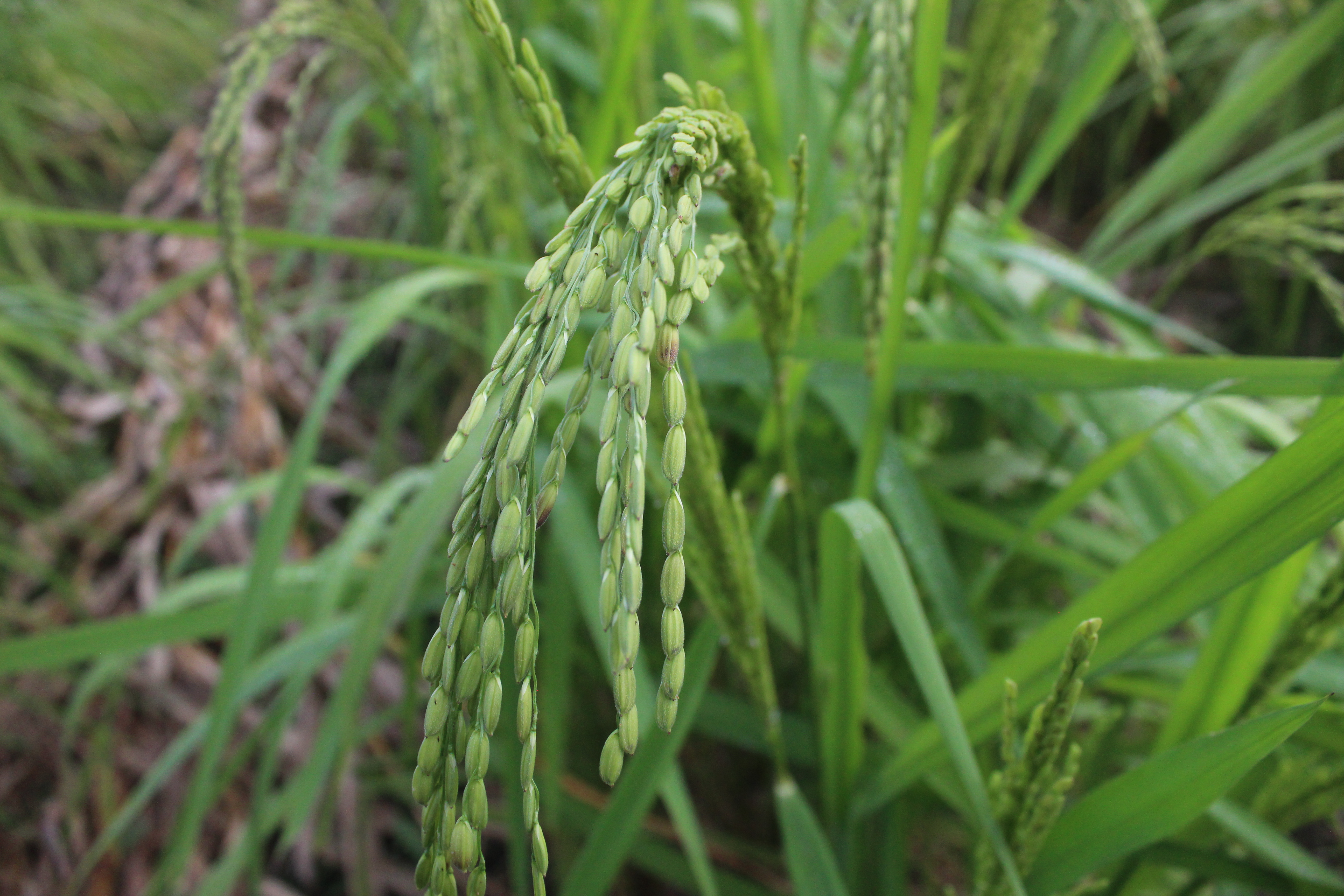 Precio mínimo para el arroz: la industria alerta de posibles efectos de la medida