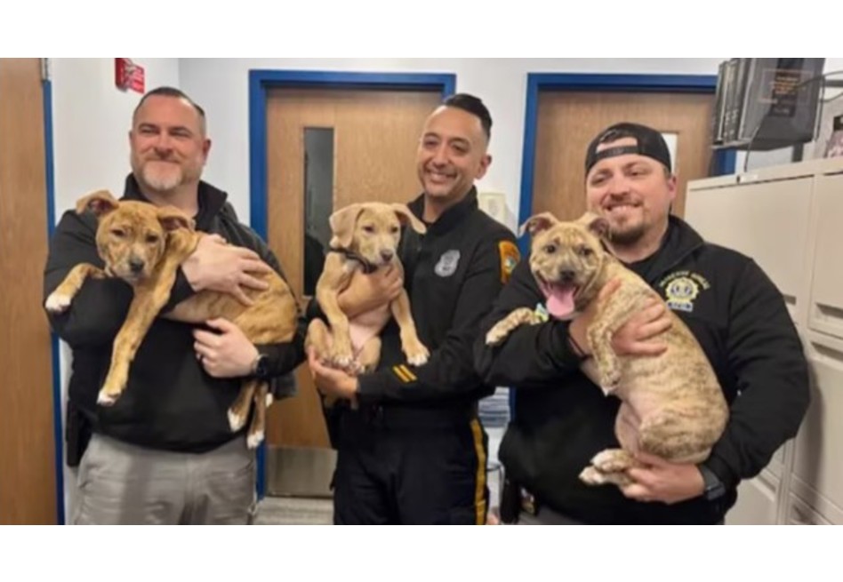 Una segunda oportunidad: cachorros rescatados son adoptados por sus héroes