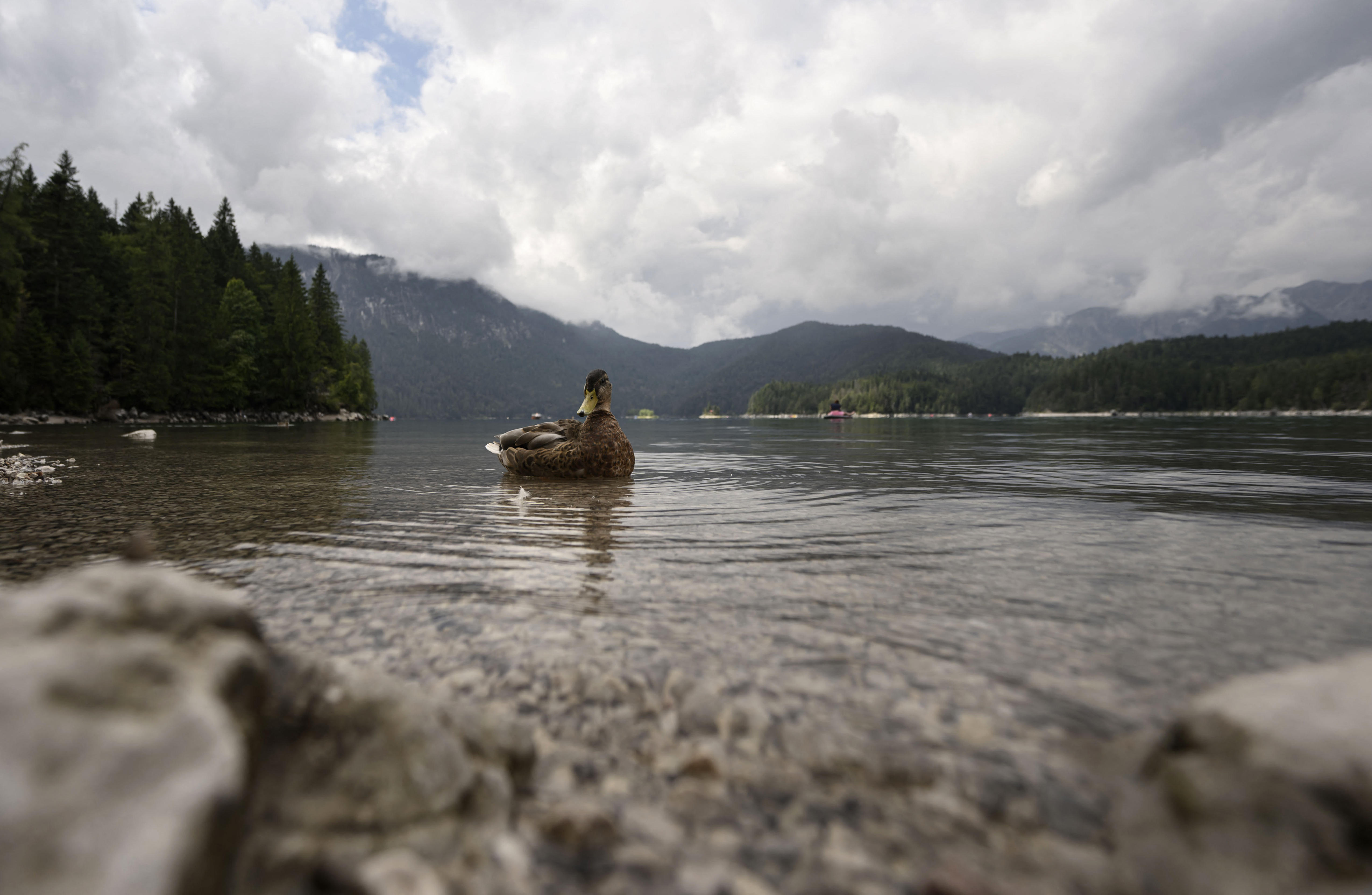 A duck swims on the Eibsee lake, near Grainau, Garmisch-Partenkirchen, southern Germany on August 22, 2025.