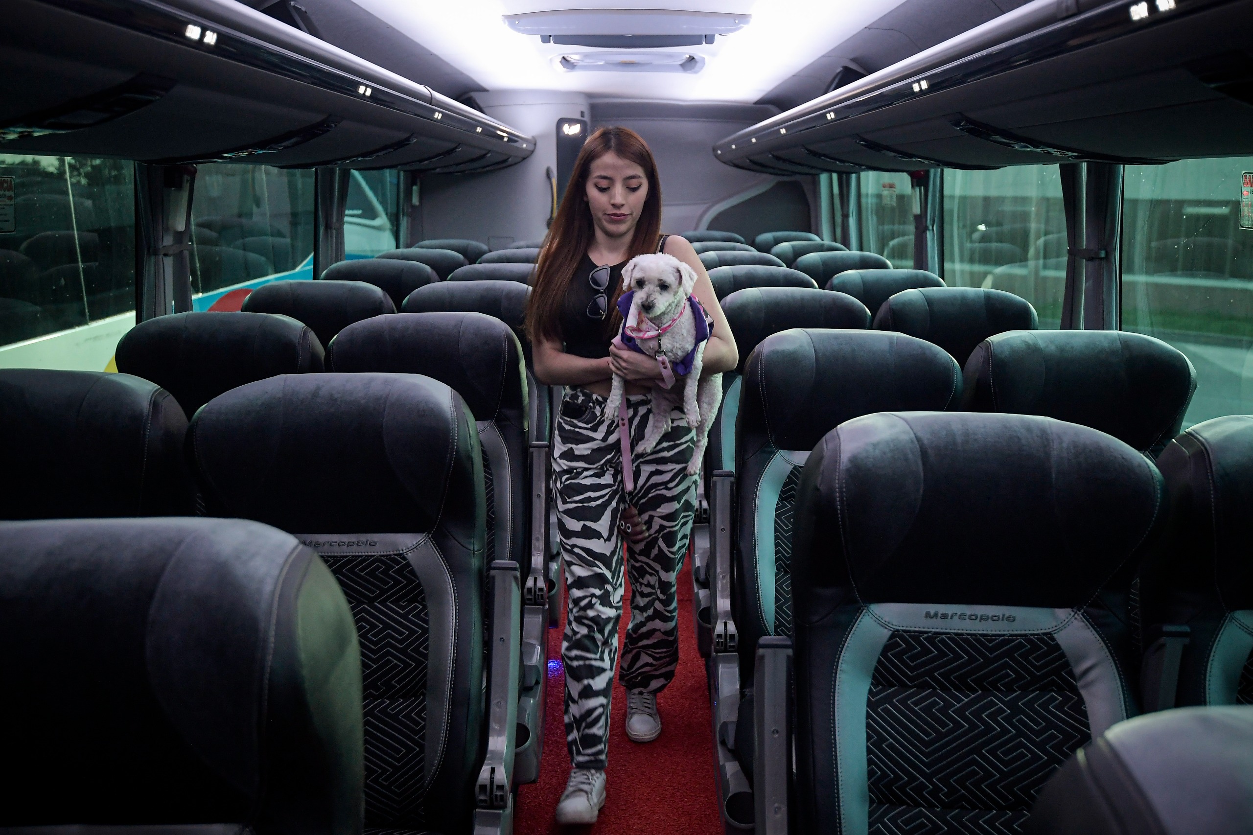 ¿Qué se debe hacer para viajar con mascotas en Colombia?