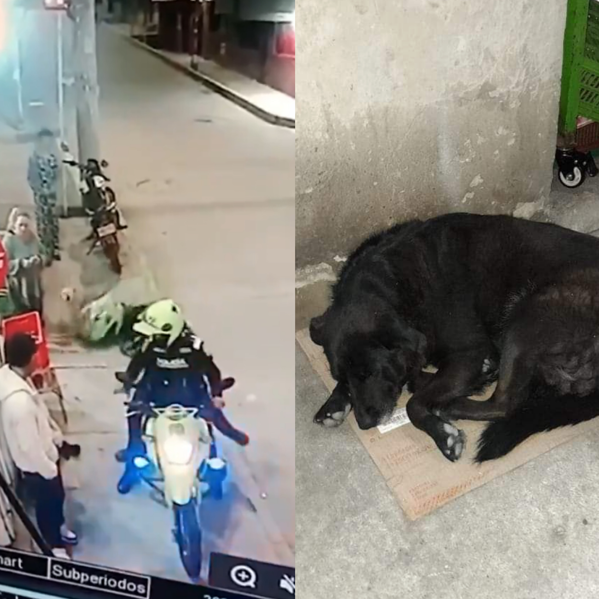 Policía apartó del cargo a uniformados que agredieron a una perra en Bogotá