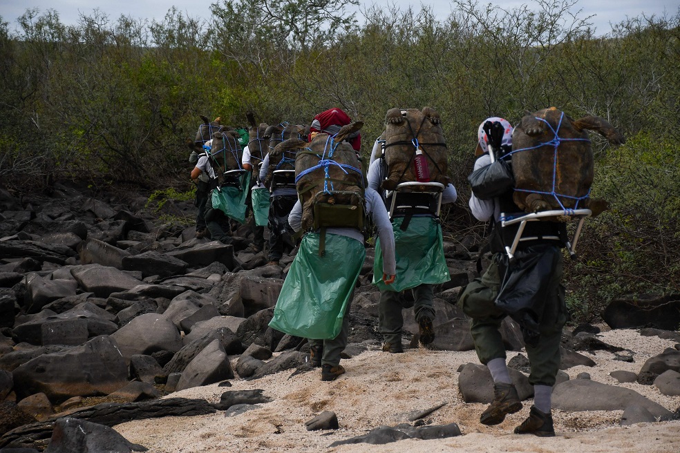 Miembros del Parque Nacional Galápagos trasladan y liberan a quince quelonios, entre ellas la famosa tortuga Diego, en isla Española.