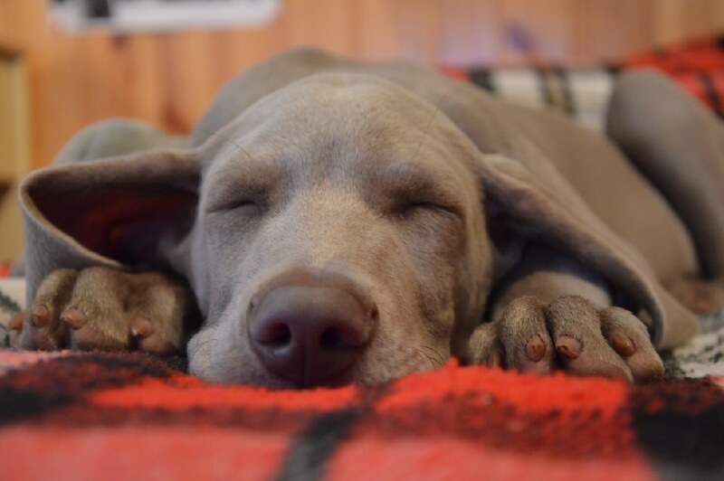 Llega a Colombia un Airbnb para el cuidado de mascotas