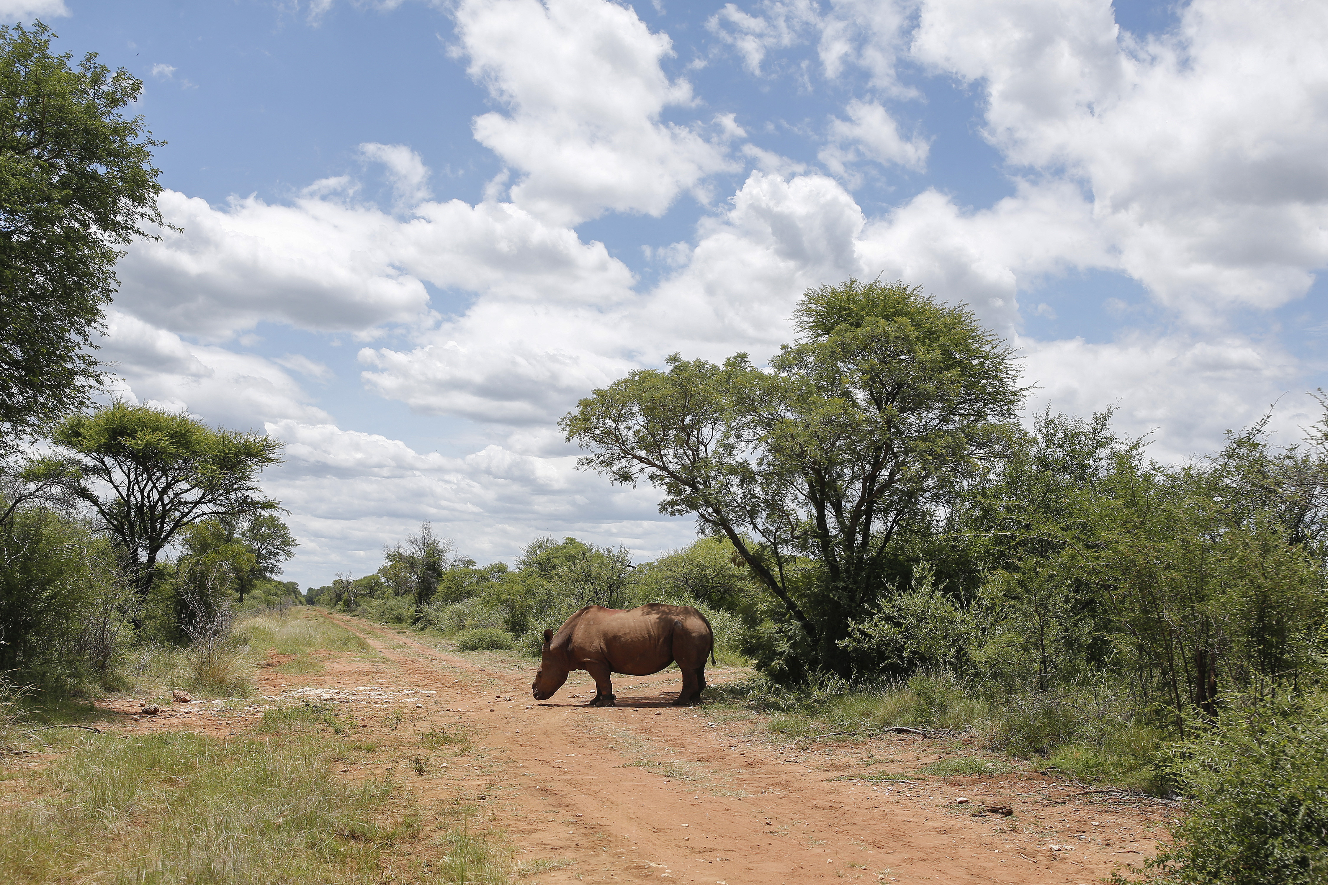 Veterinarian Dr Johan Marais (L) sprays insect repellent on Seha, a ten years old rhino bull that was poached and de-horned, after darting it for its relocation to the wild in Bela-Bela, some 150km north of Johannesburg, on January 24, 2022. (Photo by Phill Magakoe / AFP)