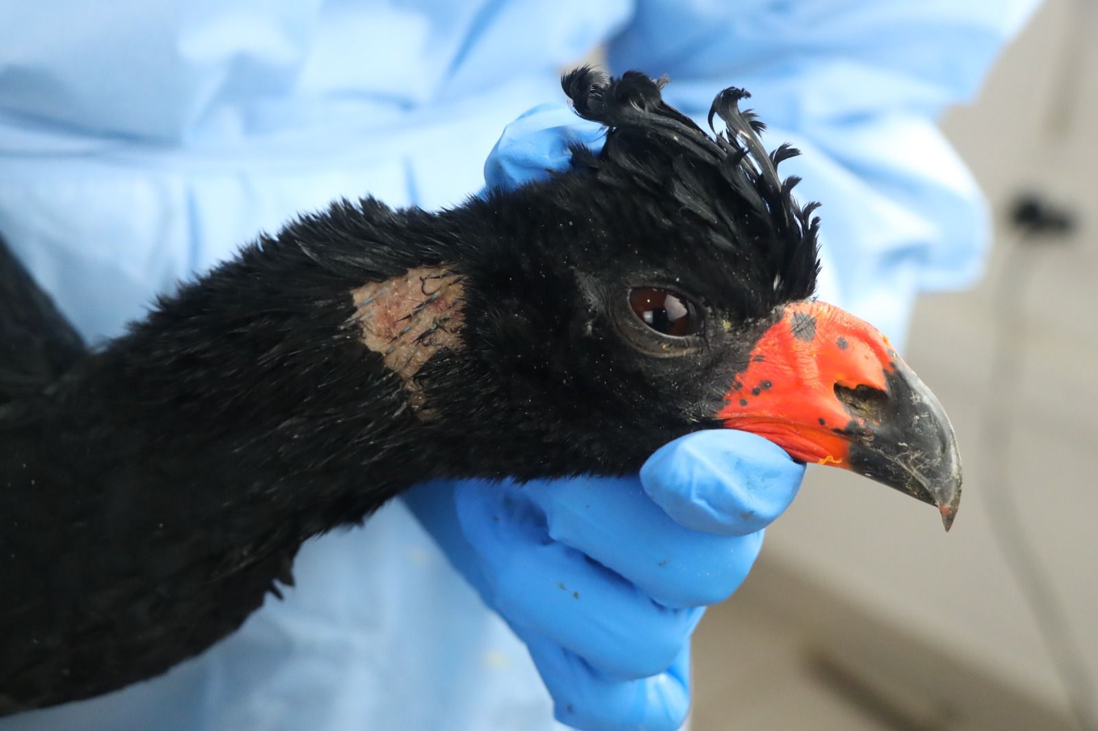 Al menos 30 animales amazónicos hacinados y con lesiones fueron rescatados en Putumayo
