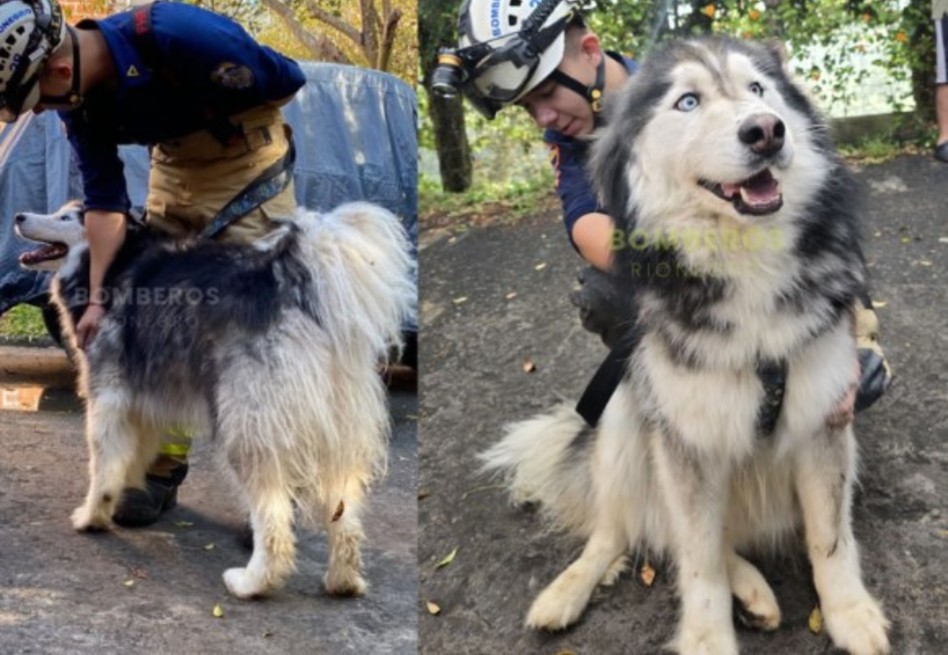El rescate requirió de un esfuerzo considerable por parte de los bomberos, quienes utilizaron martillos, cinceles y herramientas especializadas para evitar causar daños al perro durante la intervención.