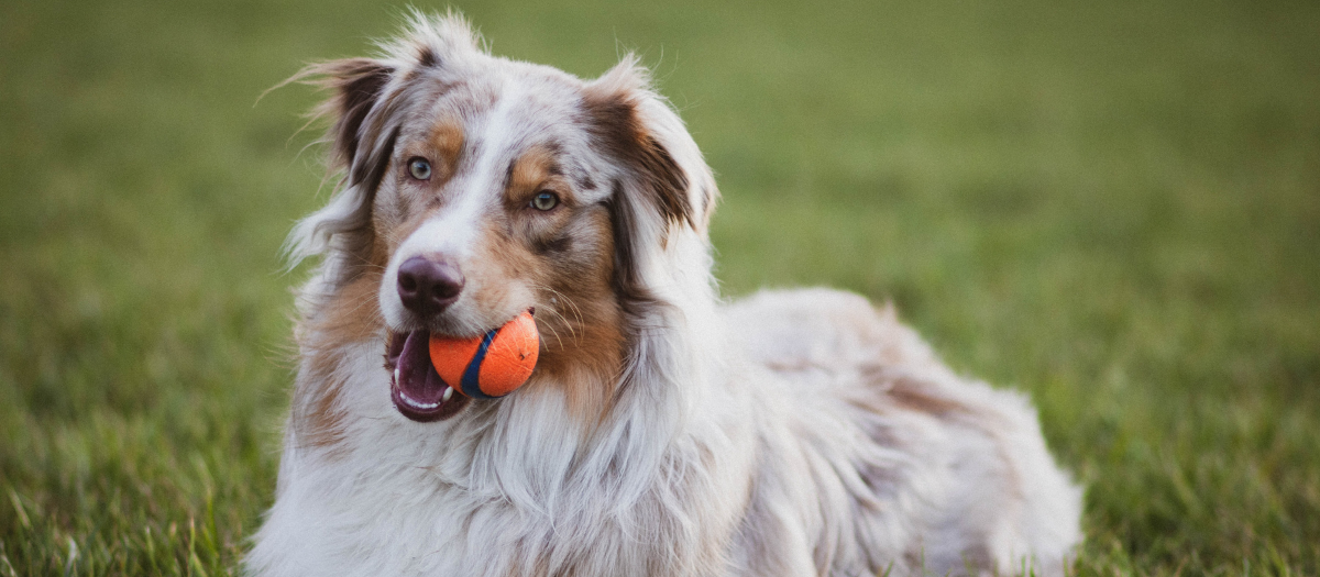 5 razas de perros grandes y peludos que te encantarán