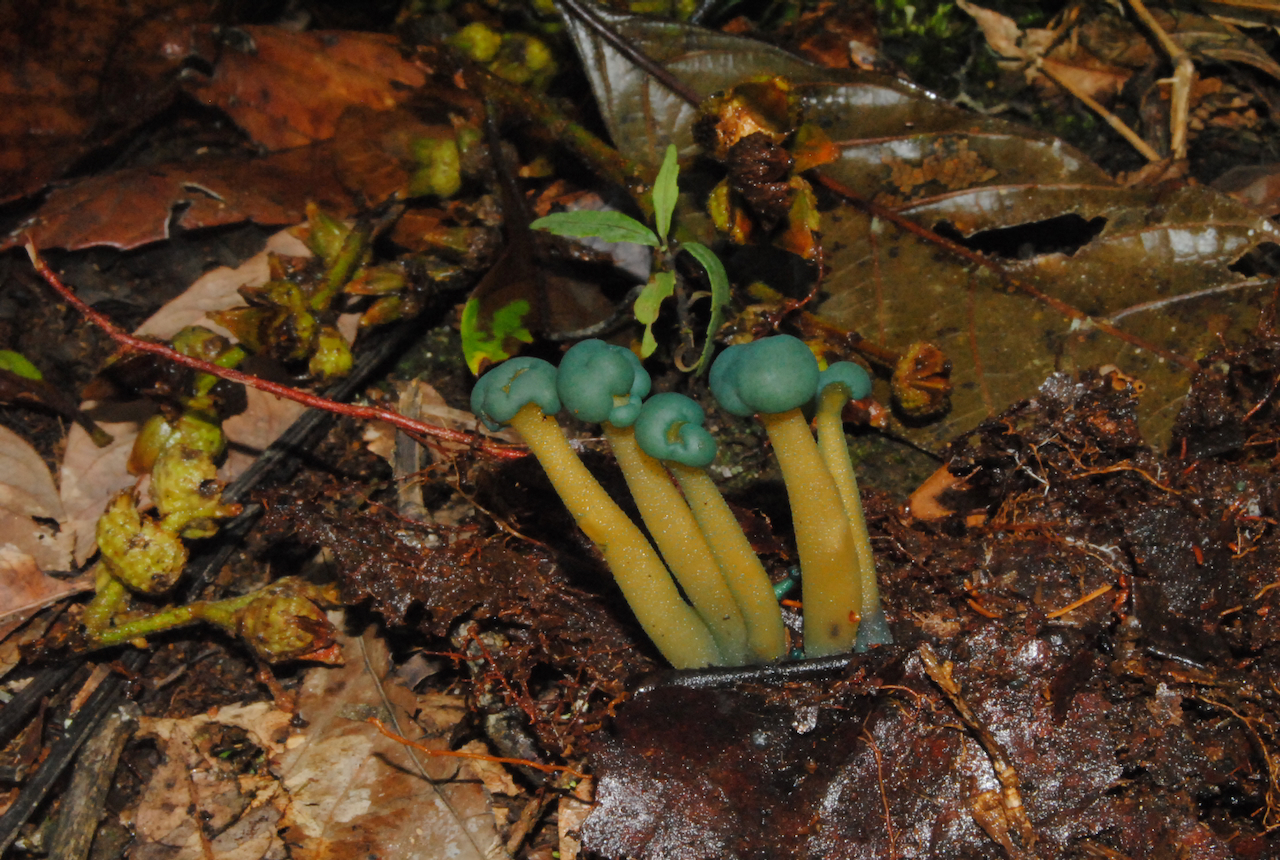 Hongos ectomicorrizicos del genero Russula.