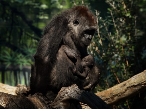 ¿Qué animales podrían extinguirse en 2050?