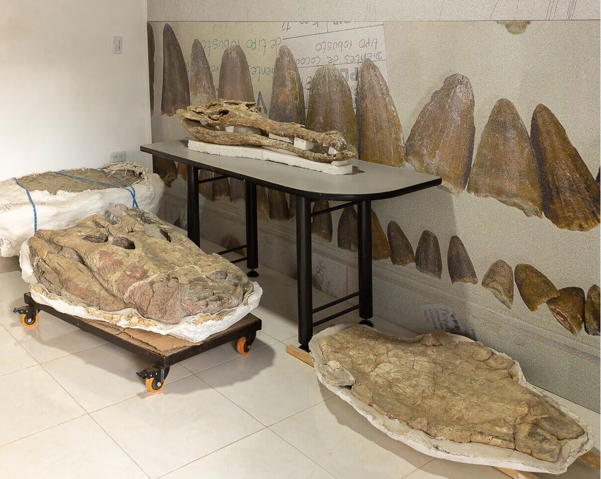 El Museo alberga alrededor de 1.700 fósiles de uno de los lugares más atractivos para los paleontólogos en Colombia.