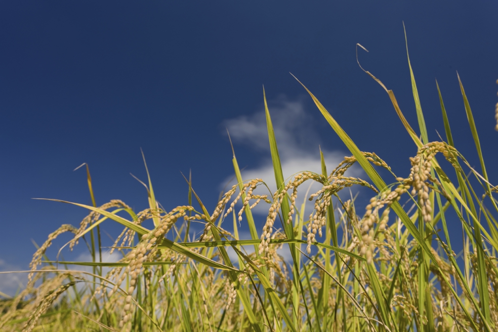 Arroceros recibirán apoyo de Minagricultura por bajos precios: ¿de cuánto dinero?