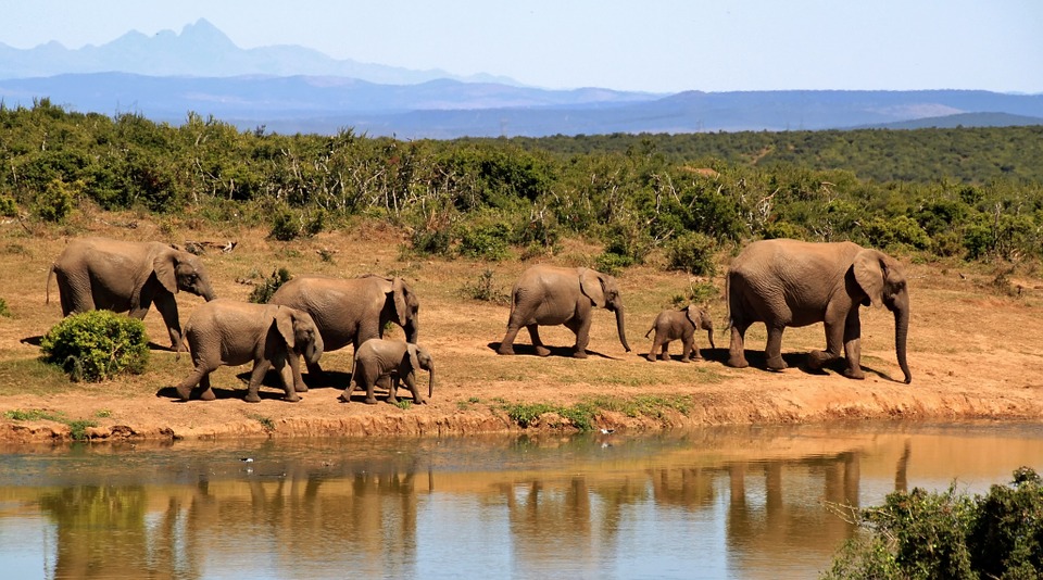 África busca soluciones innovadoras para afrontar problemas medioambientales