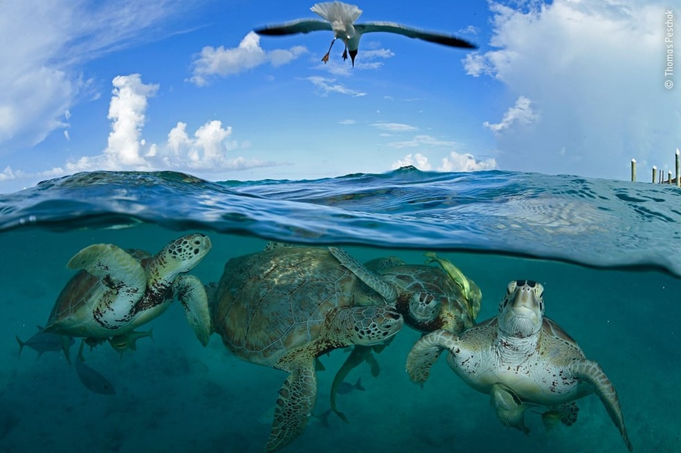 Las tortugas marinas regresan a las playas de Tailandia gracias a la pandemia