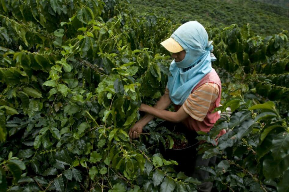 Producción de café cayó 9 % en febrero de 2020