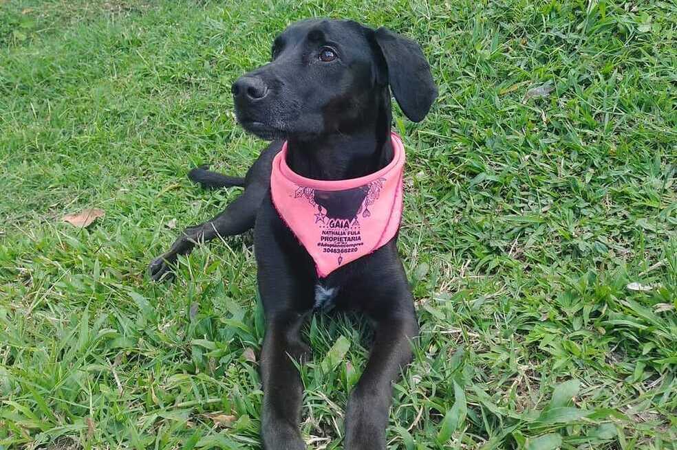 ¿La ha visto? Buscan a Gaia, perrita perdida en zona rural de Páramo, Santander