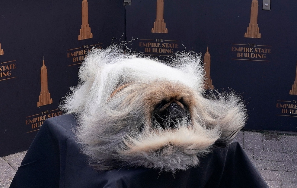Este es Wasabi, el particular perro pequinés que ganó famoso concurso canino