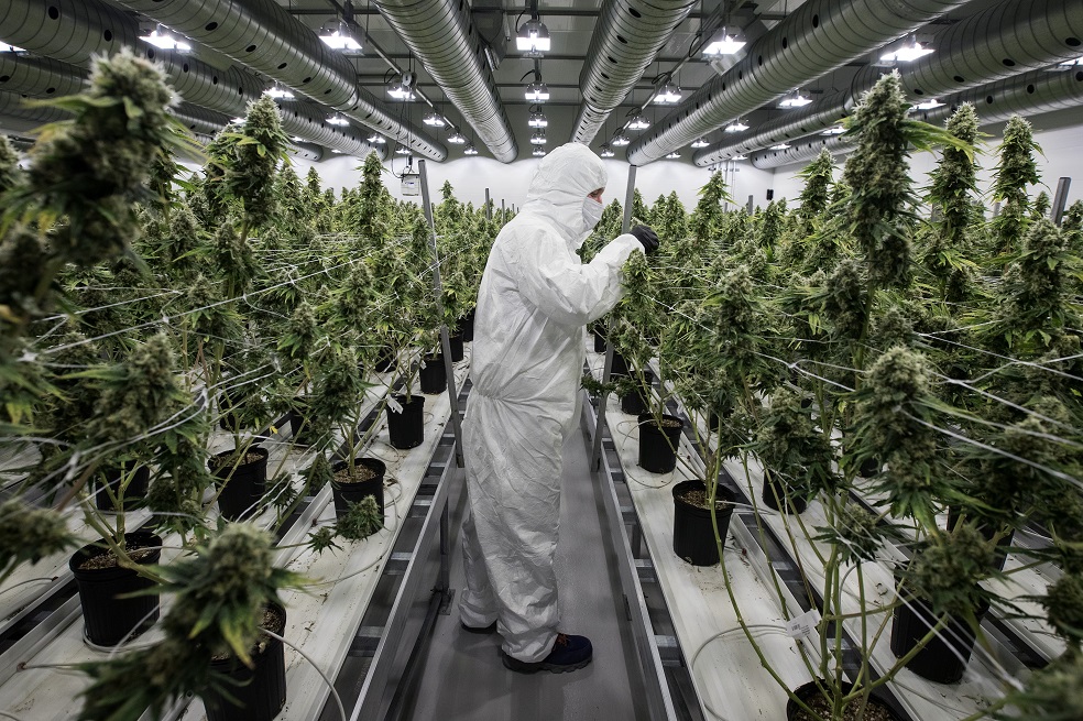 Abren convocatoria para financiar proyectos de cannabis medicinal en Bogotá