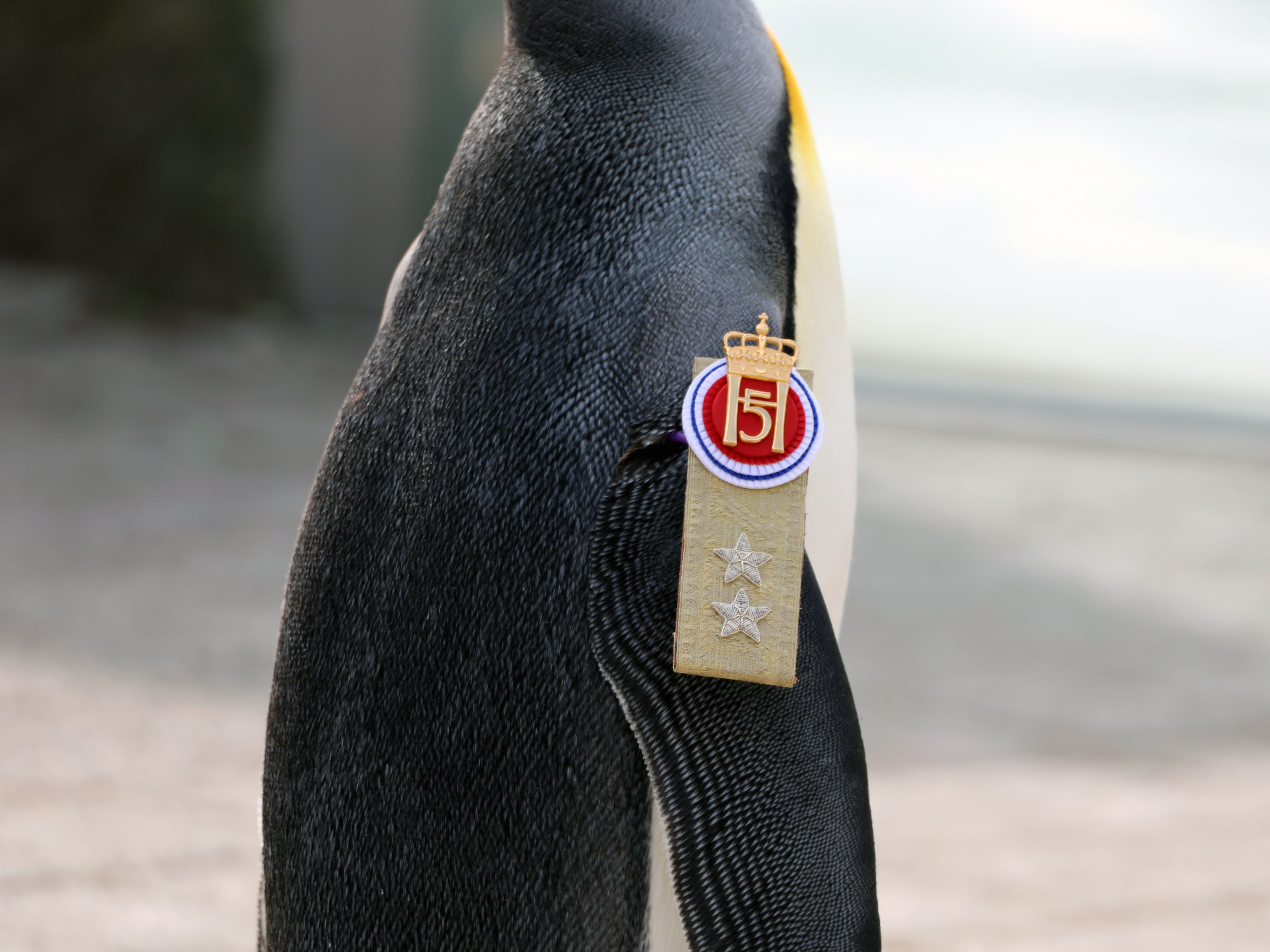 Este pingüino ocupará el tercer cargo más alto en las Fuerzas Armadas de Noruega