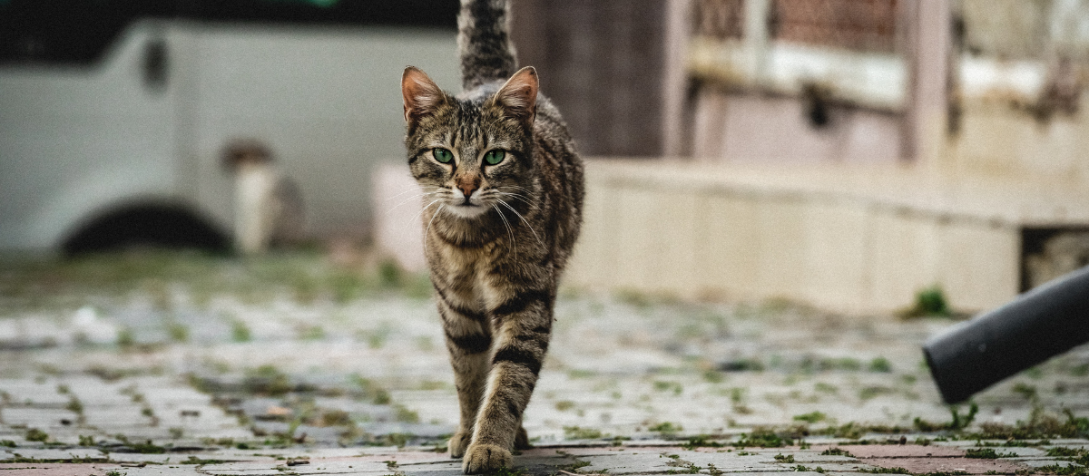 ¡Adopta un gato atigrado! Descubre 4 razas que te enamorarán