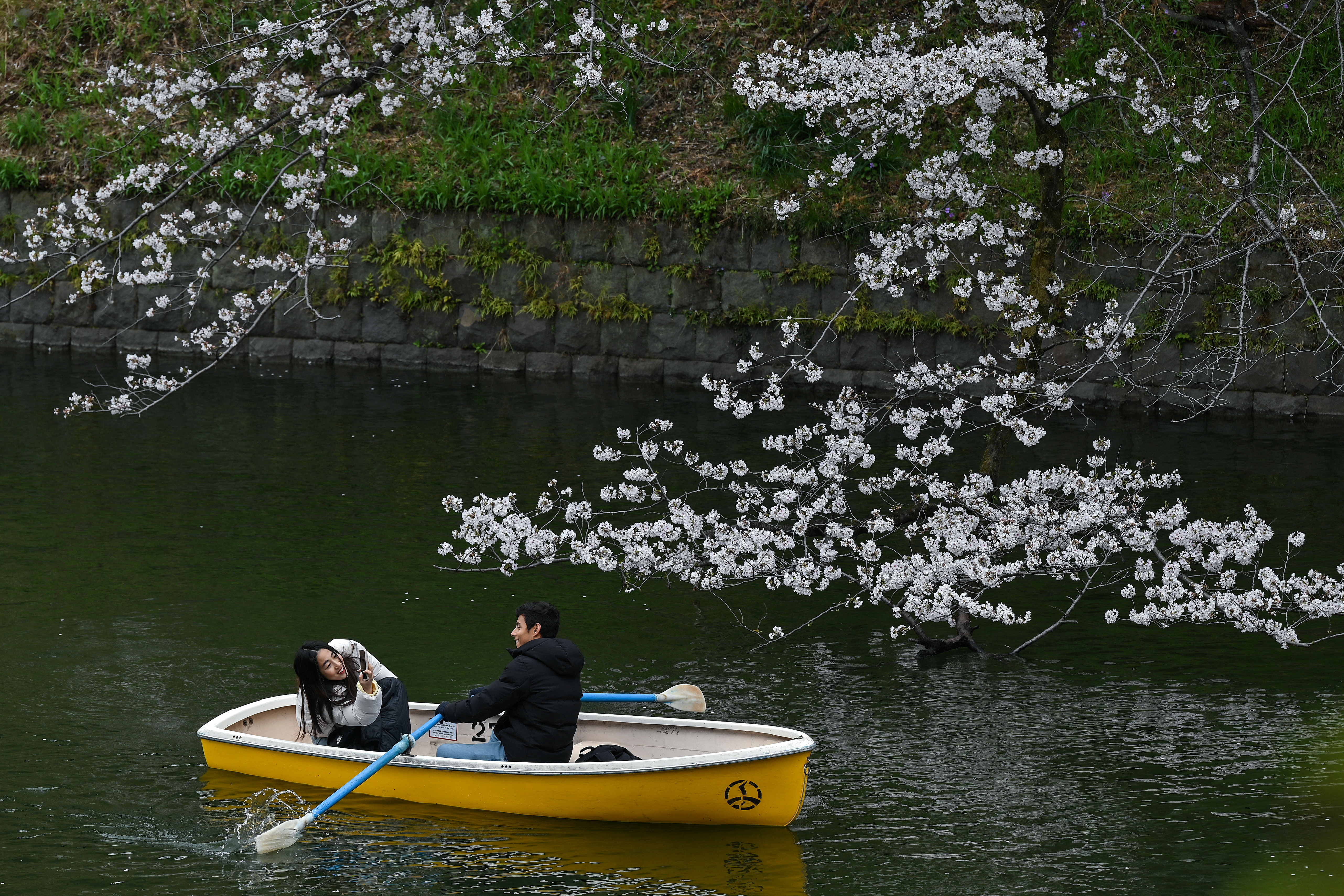 TOPSHOT - A woman takes a photo of a man on Chidorigafuchi, one of the moats around the Imperial Palace, next to cherry blossoms as the blossom viewing season begins in full in central Tokyo on March 31, 2025.